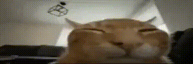 gato naranjo explota